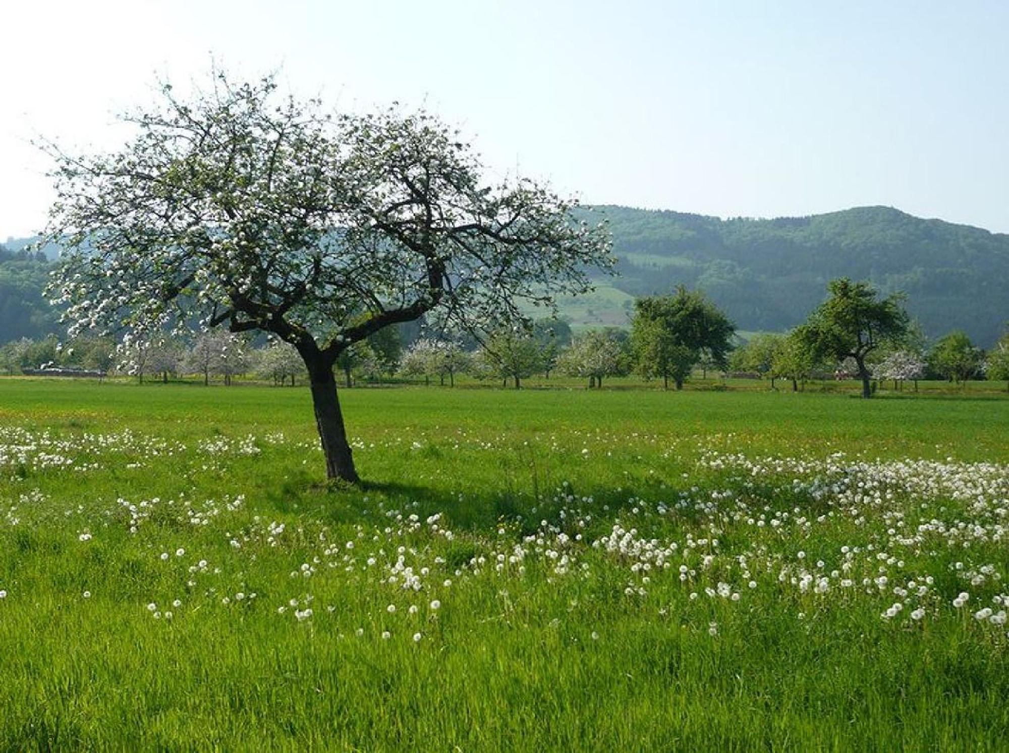 Appartamento Ziegelhof Schuttertal Esterno foto